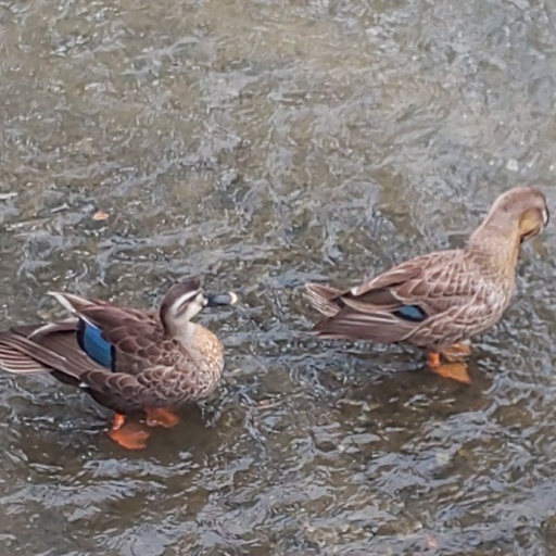 教会地元の川に、鴨がいます。A couple of ducks on the church town river.