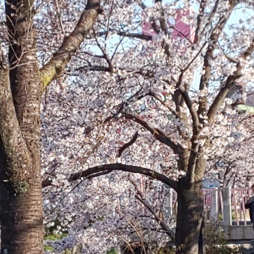 数日の冷え込みで、開花は停滞しましたが、まもなく春満開の地元‼️ いきなり花見 part2を期待。
Sooner cherry blossoms are in full bloom @ our church town.