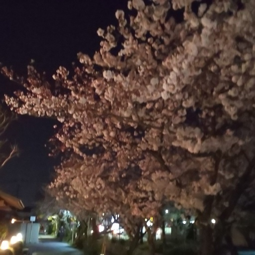 教会地元のリバーサイド桜並木。冷え込みのせいで、まだまだこんな美しい✨