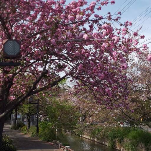 教会地元の桜並木は、初夏へ向かって葉桜に。しかし八重桜？は満開‼️The cherry tree path of church hometown riverside is changing towards early summer with baby leaves. Now double cherry blossom is full bloom ‼️