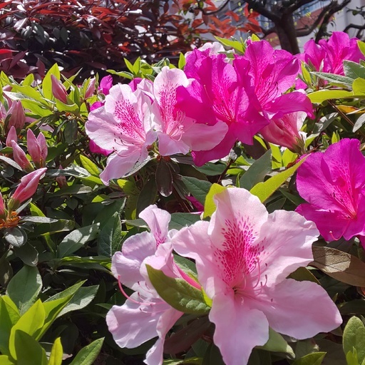 庭のツツジは、初夏の陽射で咲き始めました。 Early summer wind has Azalea of my garden wake up to bloom.