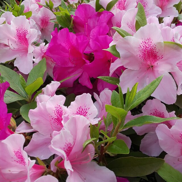 庭のツツジが満開なう。Full bloom today @ our garden.