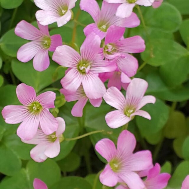 クローバーの花が意外に可愛いのに気づいて、『マタイの福音書6：25-30/思い悩むな』の御言葉を思い出しました。Remembering Matthew 6:25-30 founding clover flower is surprisingly cute.