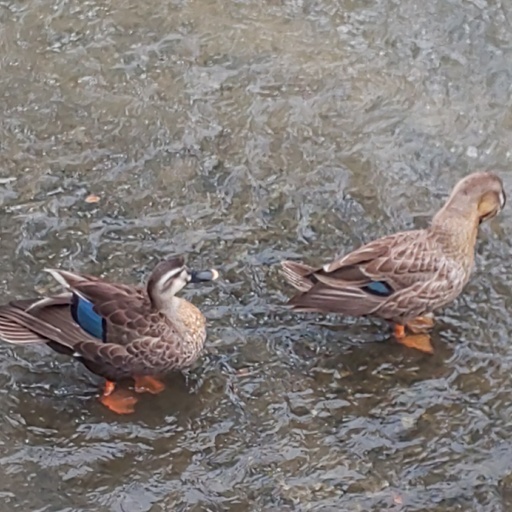 教会地元の川に、鴨がいます。A couple of ducks on the church town river.